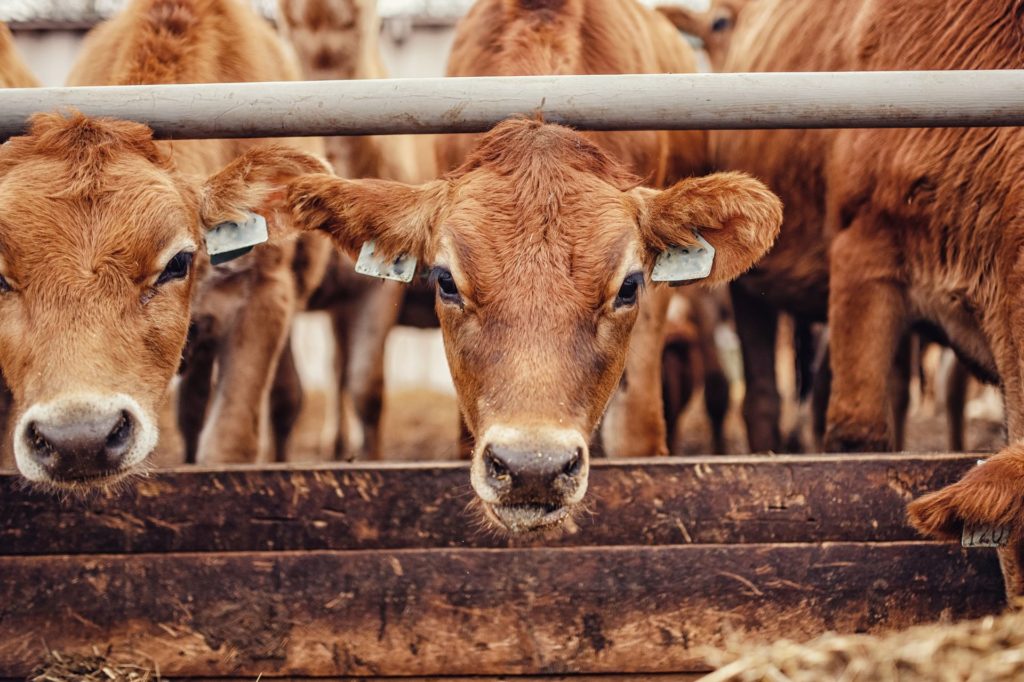 Cows eating at a feedlot production facility